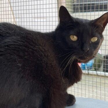 Monica, Adoptable, Senior Female Domestic Short Hair.