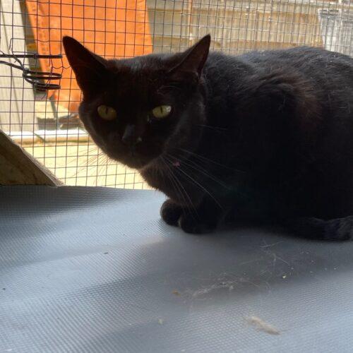 Enlarge Monica, a Adoptable Domestic Short Hair in Tipp City, OH image 2/5