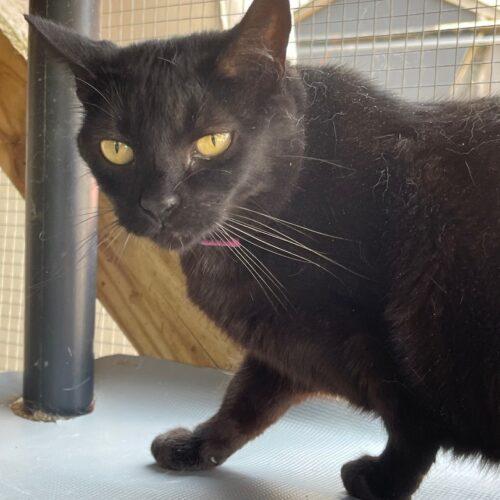 Enlarge Monica, a Adoptable Domestic Short Hair in Tipp City, OH image 5/5