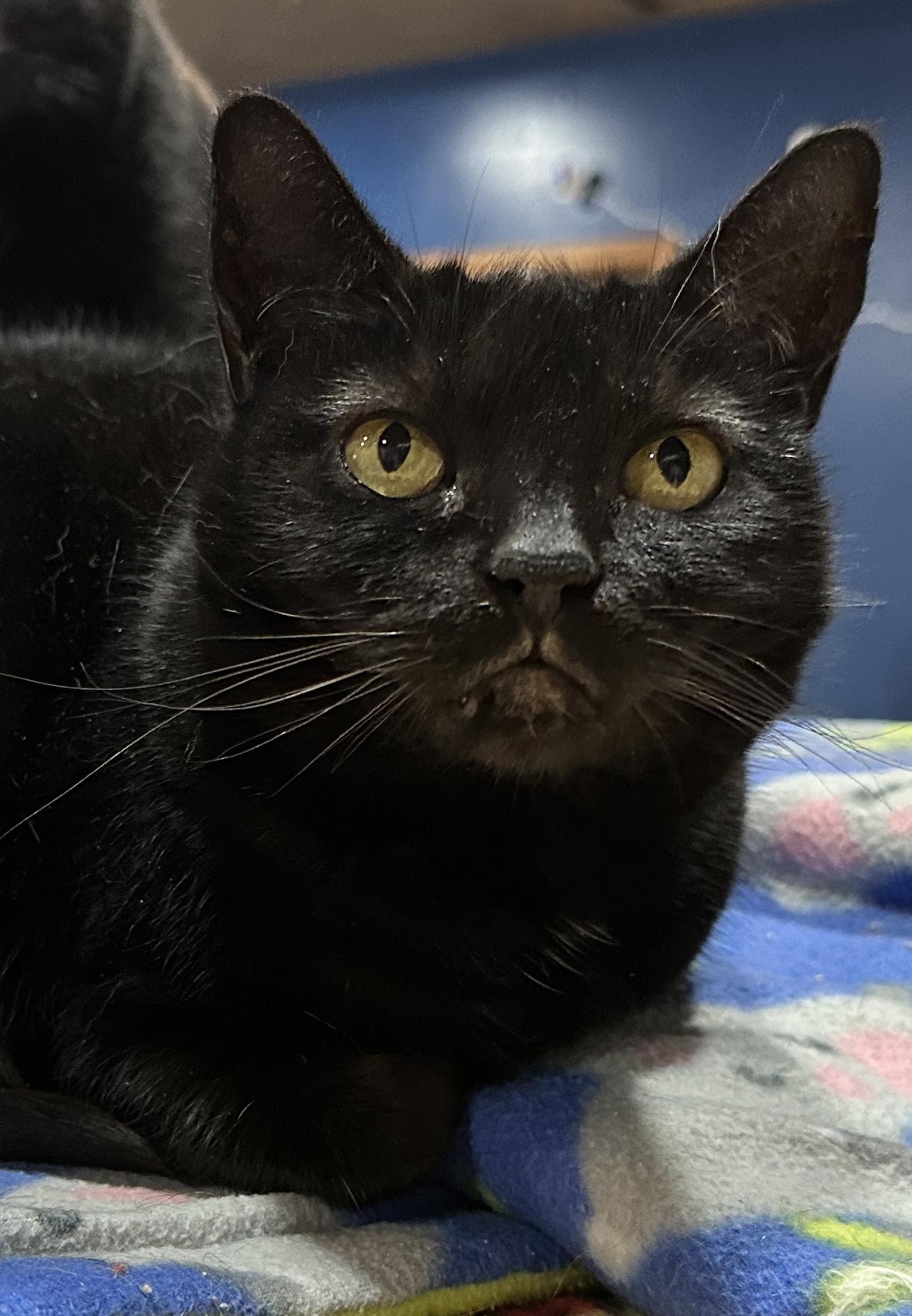 Monica, a Adoptable Domestic Short Hair in Tipp City, OH image 3/6