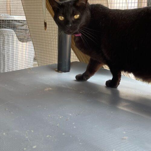Enlarge Monica, a Adoptable Domestic Short Hair in Tipp City, OH image 3/5