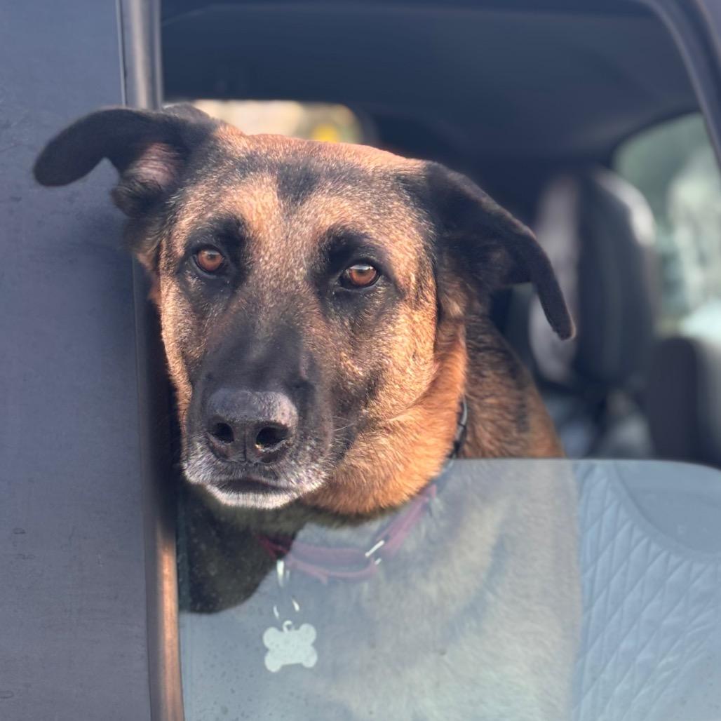 Enlarge Axel, a Adoptable mixed breed in San Diego, CA image 1/5