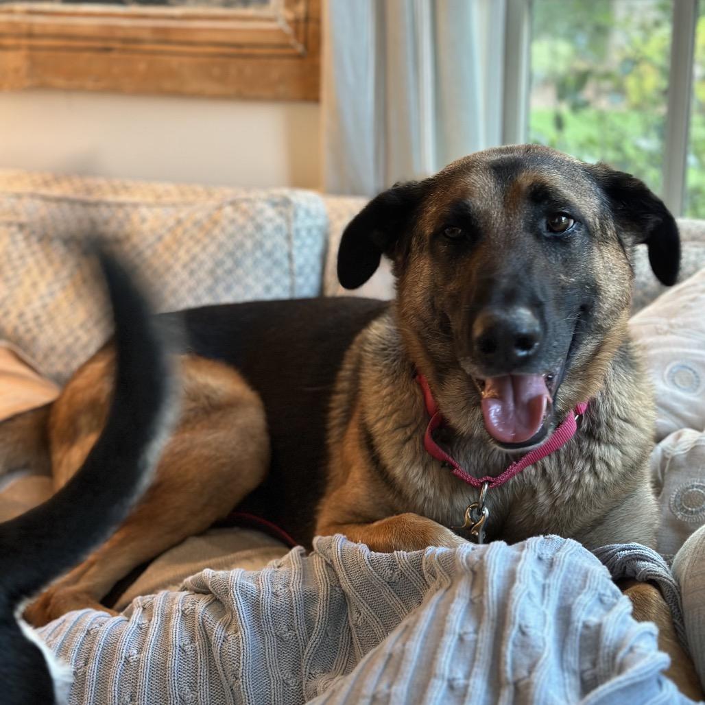 Enlarge Axel, a Adoptable mixed breed in San Diego, CA image 1/6