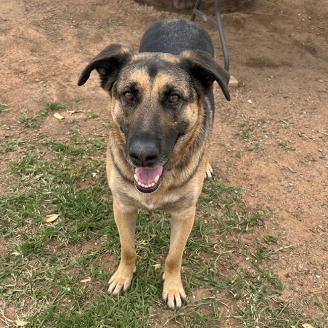 Enlarge Axel, a Adoptable mixed breed in San Diego, CA image 2/6