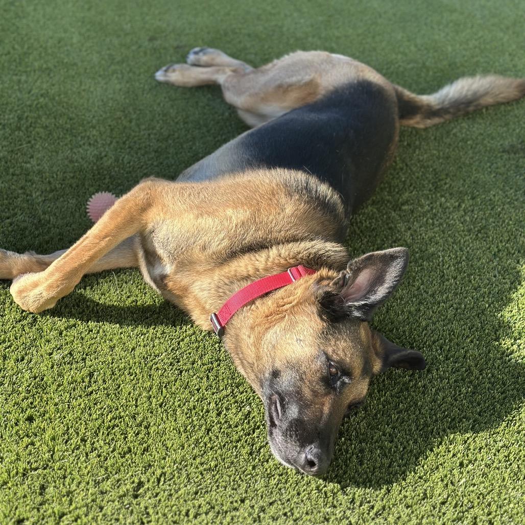 Enlarge Axel, a Adoptable mixed breed in San Diego, CA image 2/6