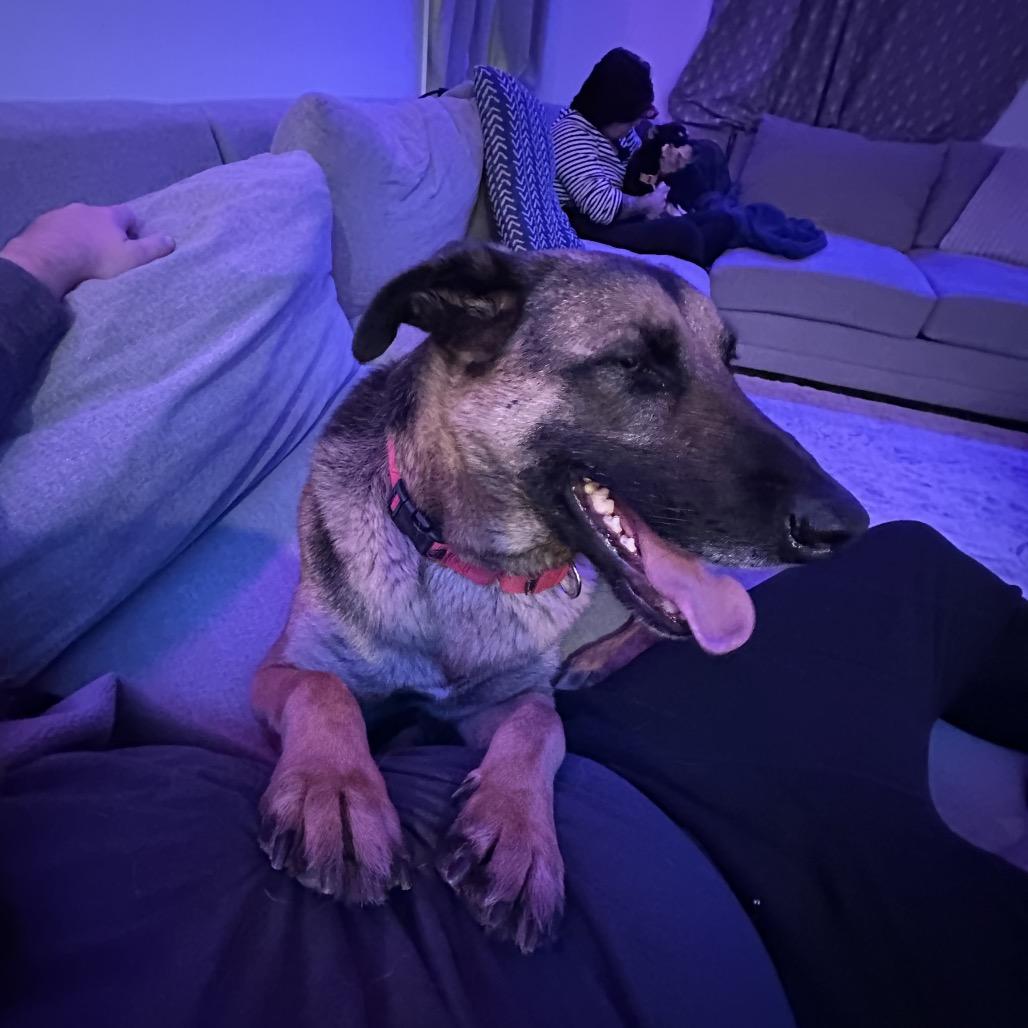 Enlarge Axel, a Adoptable mixed breed in San Diego, CA image 3/6