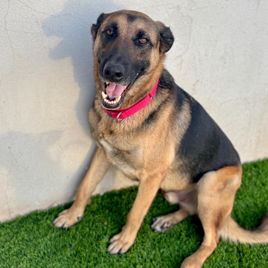 Enlarge Axel, a Adoptable mixed breed in San Diego, CA image 4/6