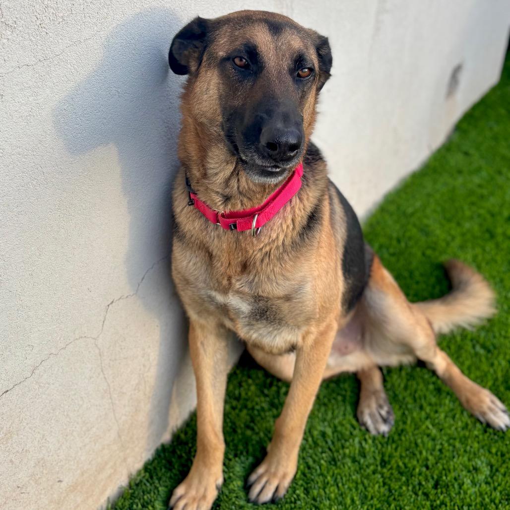 Enlarge Axel, a Adoptable mixed breed in San Diego, CA image 5/6