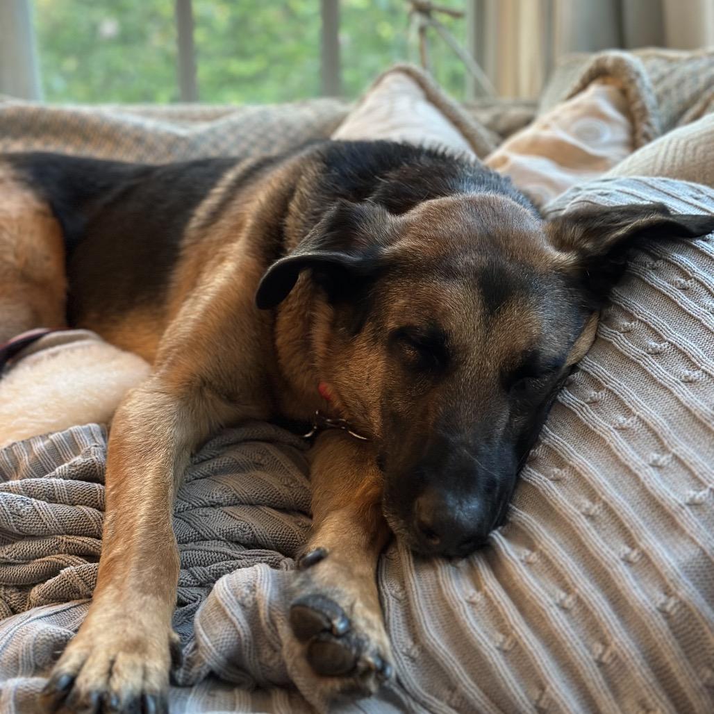 Enlarge Axel, a Adoptable mixed breed in San Diego, CA image 6/6