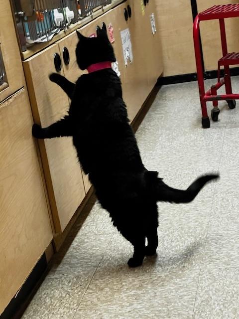 Enlarge MIDNIGHT #1783, an adopted Domestic Short Hair in Waldorf, MD image 2/2