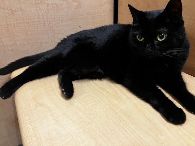 Enlarge MIDNIGHT #1783, an adopted Domestic Short Hair in Waldorf, MD image 1/2