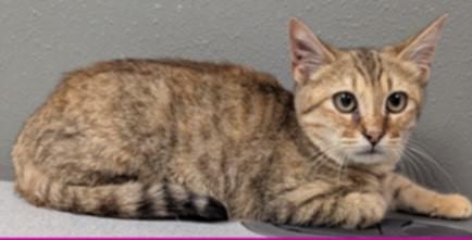 Rattler, Adopted, Kitten Female Domestic Short Hair.