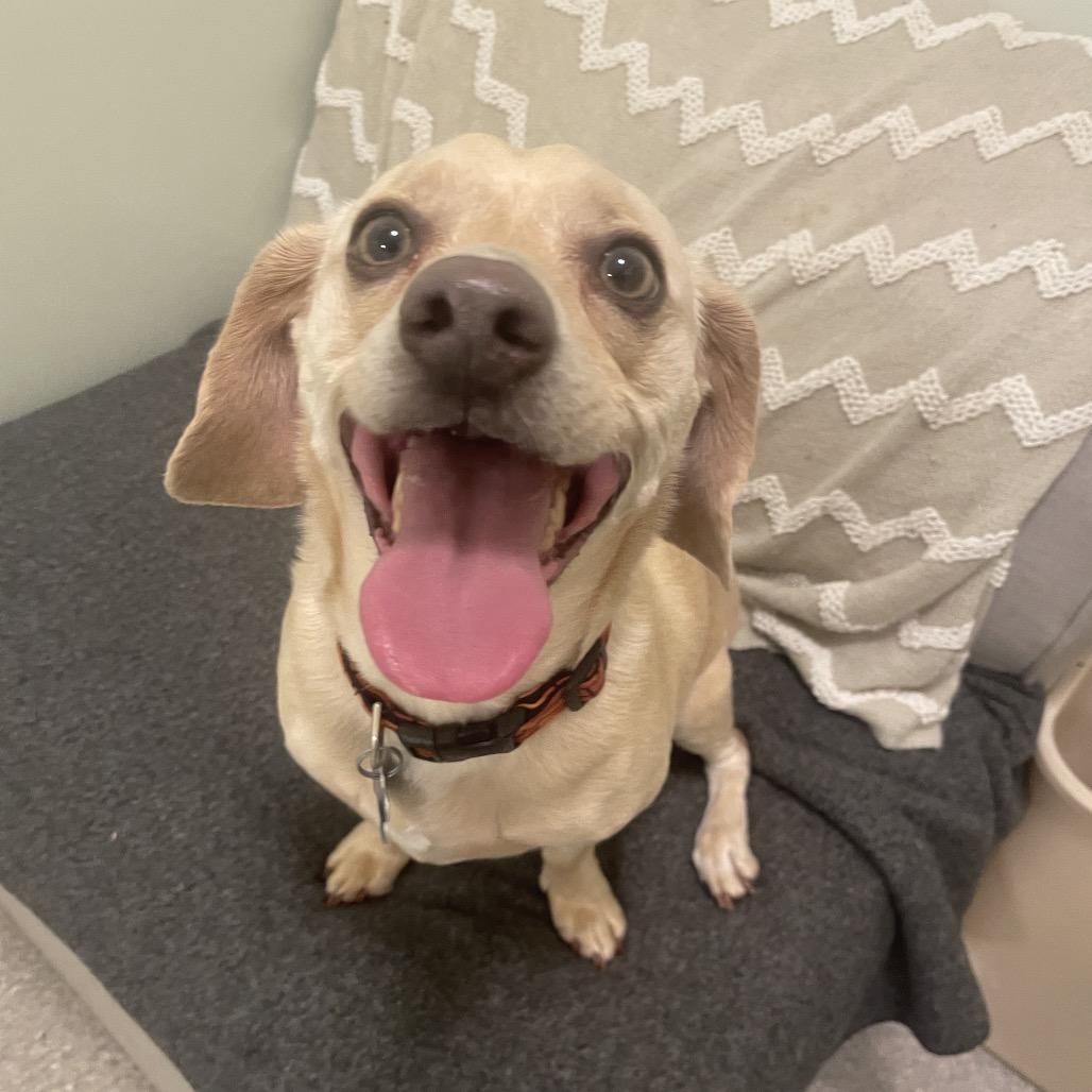 Winnie Winston, a Adoptable mixed breed in South Haven, MI image 2/6