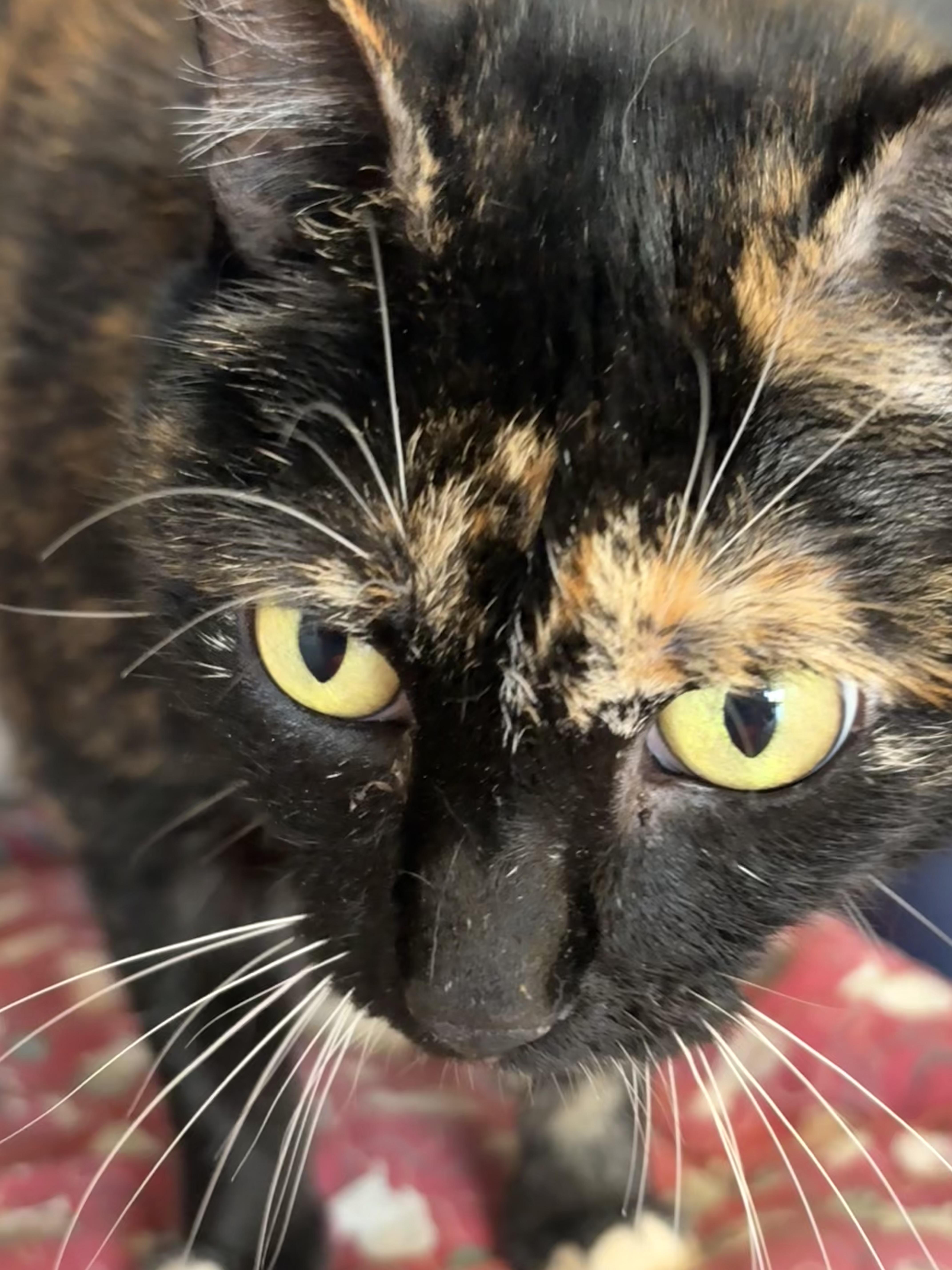 Carrie, adopted, Adult Female Domestic Short Hair.