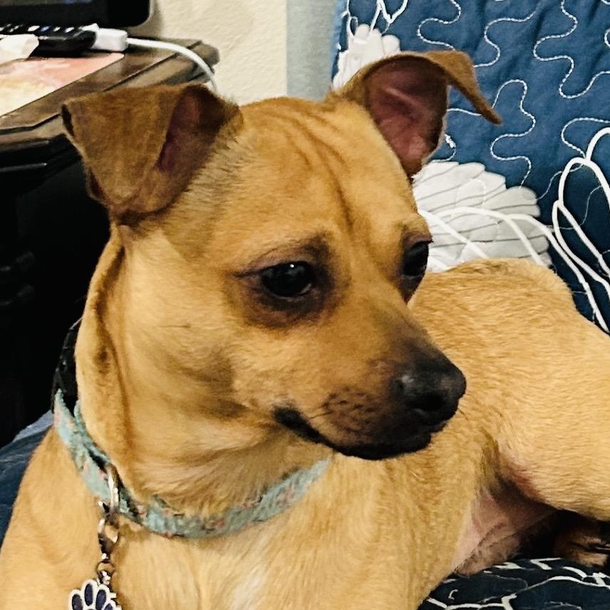 Brownie, a Adoptable Chihuahua in Little Rock, AR image 1/5