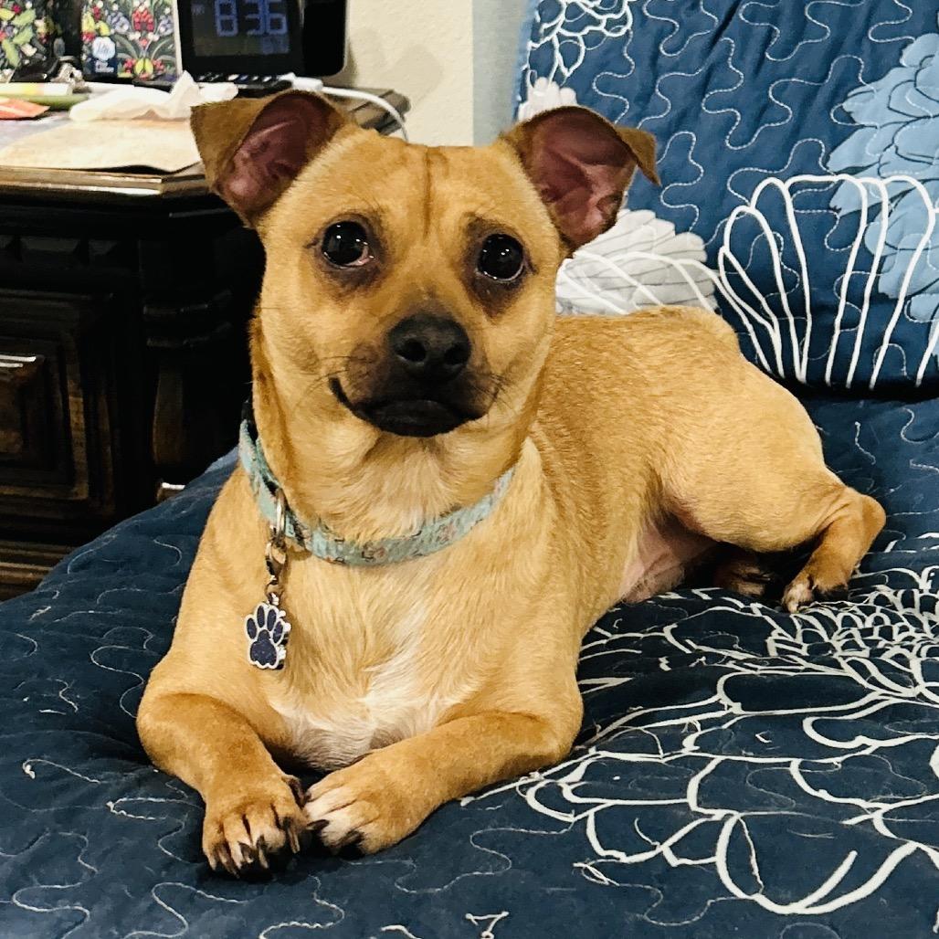 Brownie, a Adoptable Chihuahua in Little Rock, AR image 2/5