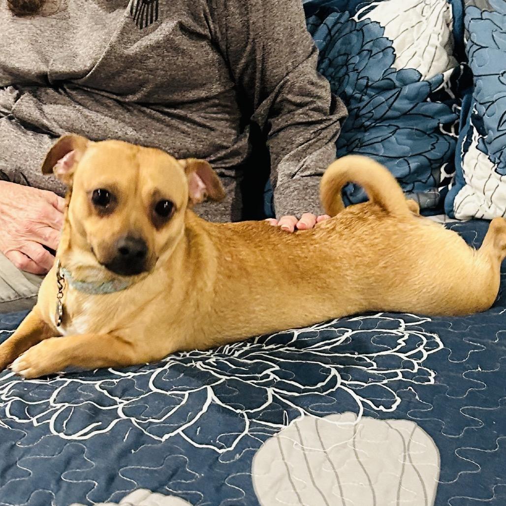 Brownie, a Adoptable Chihuahua in Little Rock, AR image 3/5