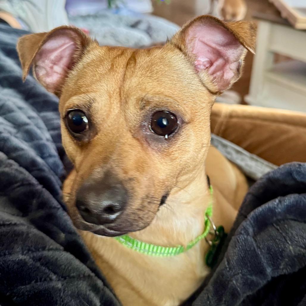 Brownie, a Adoptable Chihuahua in Little Rock, AR image 4/5