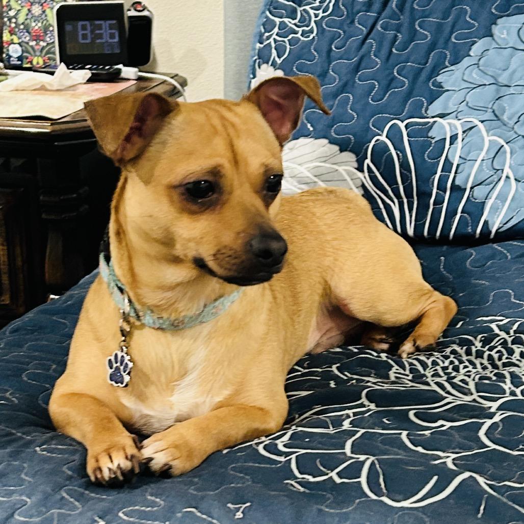 Brownie, a Adoptable Chihuahua in Little Rock, AR image 5/5