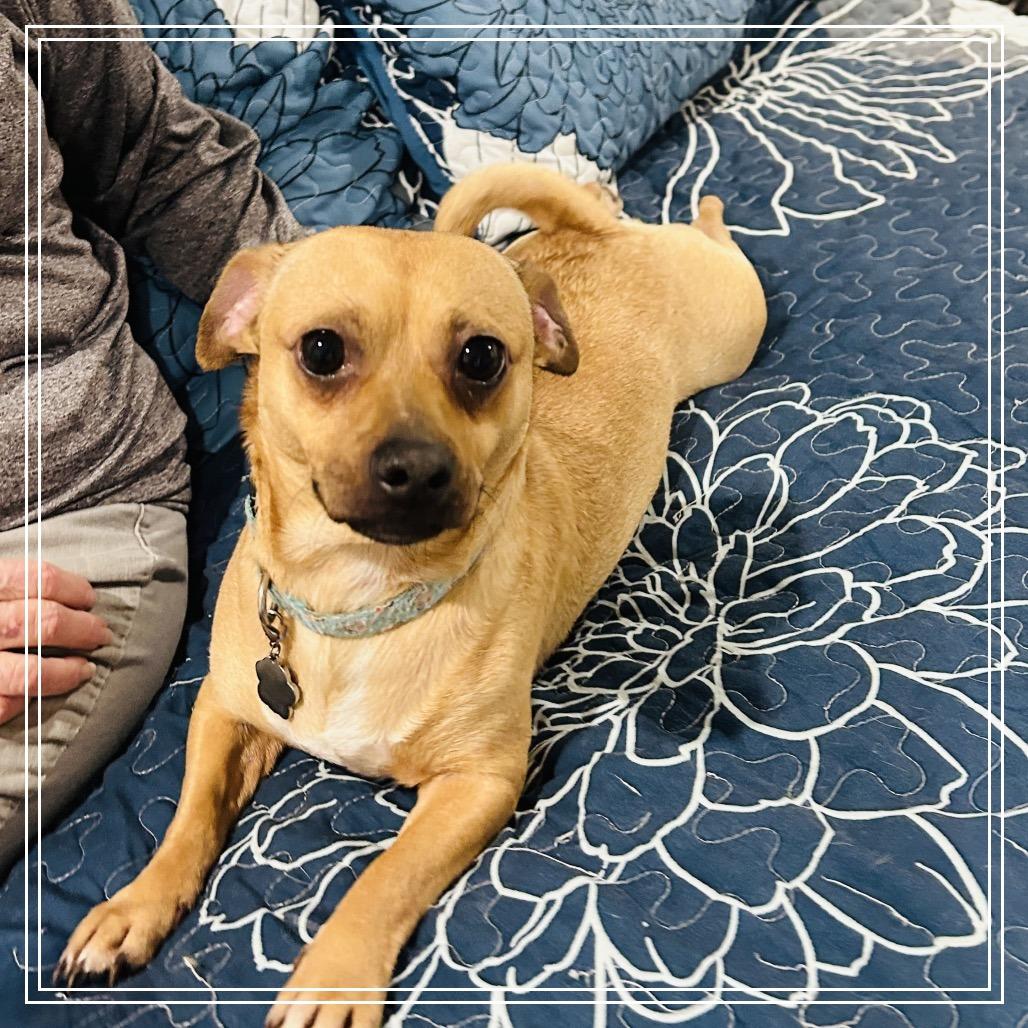 Enlarge Brownie, a Adoptable Chihuahua in Little Rock, AR image 1/1