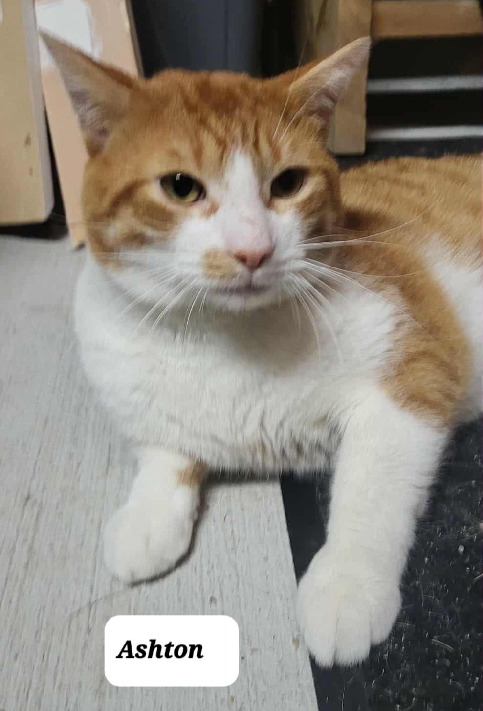 Ashton (m) orange and white 1 to 2yrs old