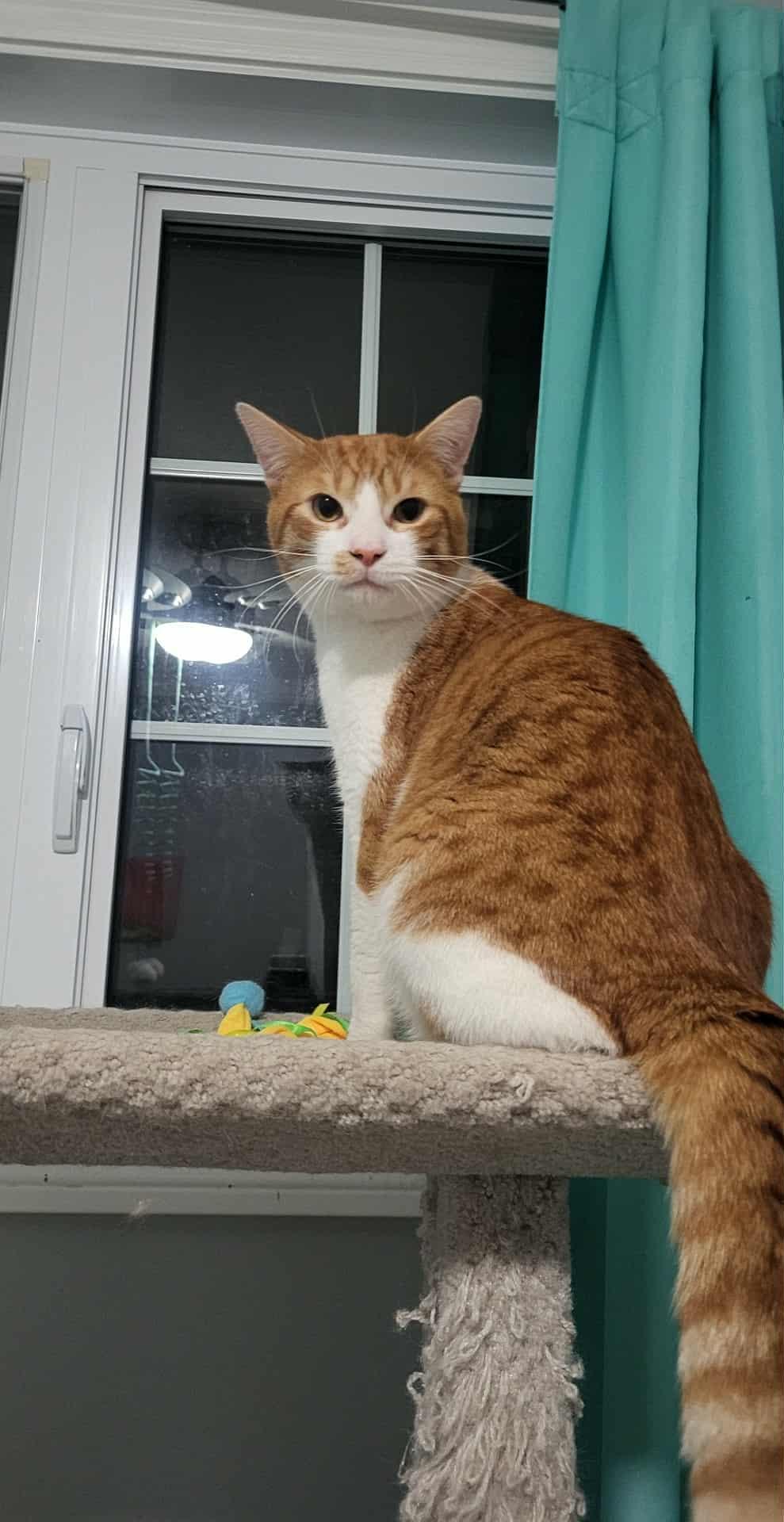 Enlarge Chiloh (m) orange and white 1 to 2yrs old, a Adoptable Domestic Short Hair in Ottawa, ON image 6/6