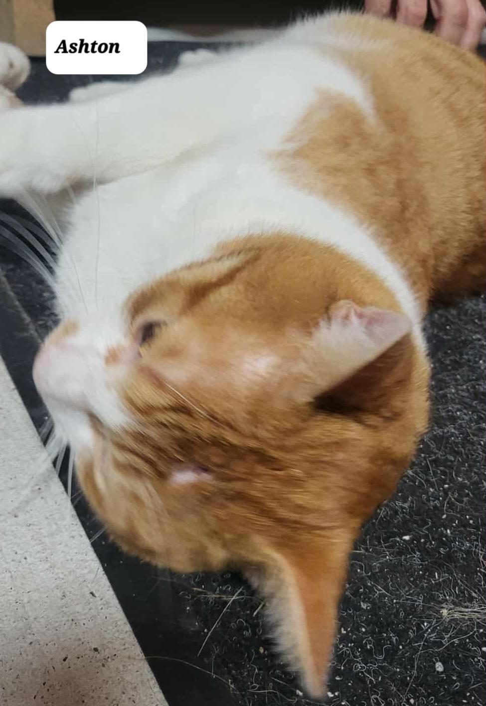 Ashton (m) orange and white 1 to 2yrs old