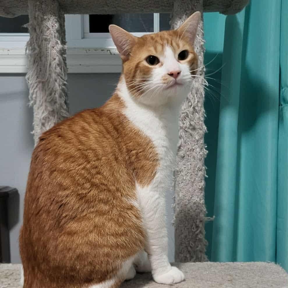 Chiloh (m) orange and white 1 to 2yrs old, Adoptable, Adult Male Domestic Short Hair.