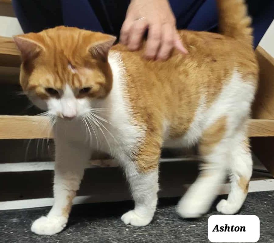 Ashton (m) orange and white 1 to 2yrs old