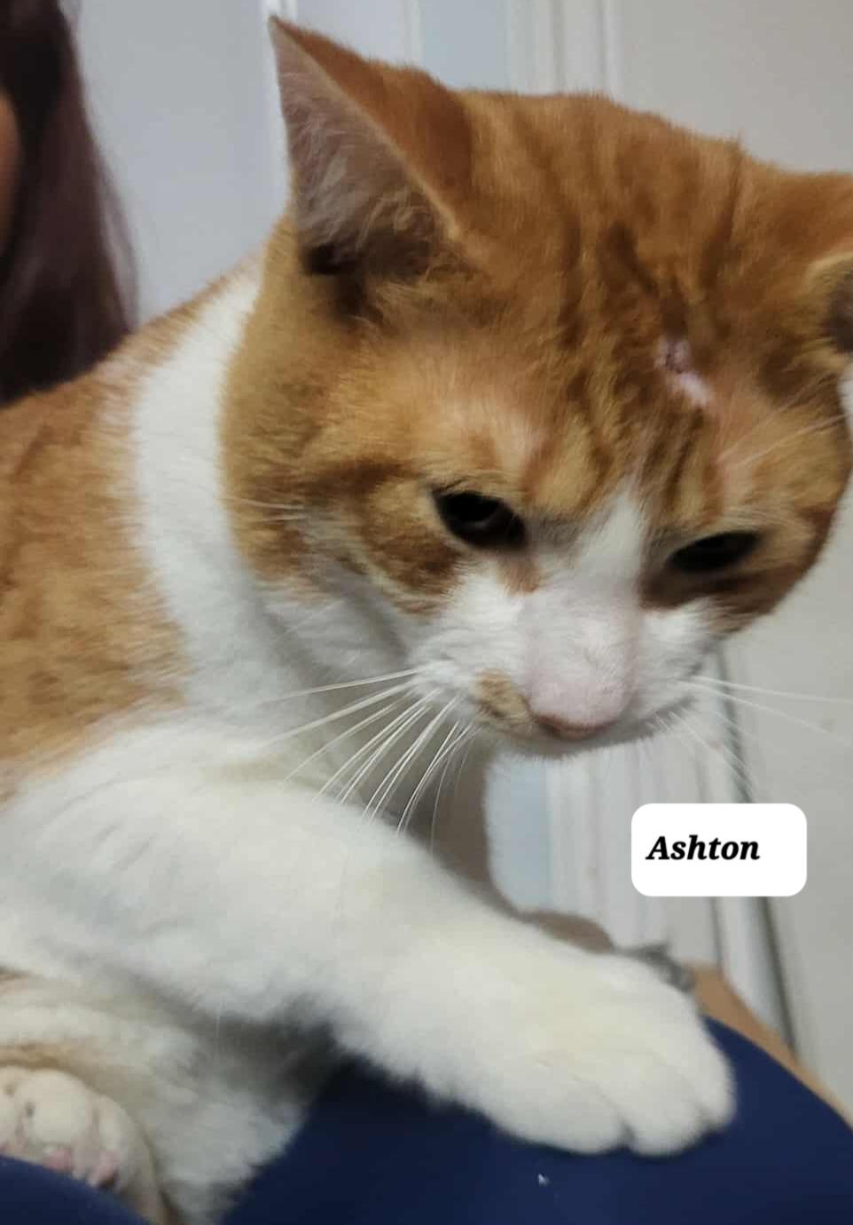 Ashton (m) orange and white 1 to 2yrs old