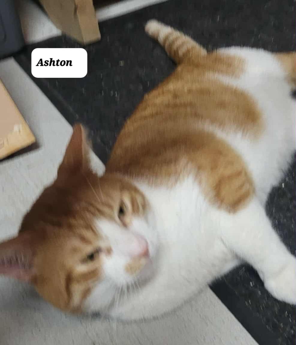 Enlarge Chiloh (m) orange and white 1 to 2yrs old, a Adoptable Domestic Short Hair in Ottawa, ON image 3/6