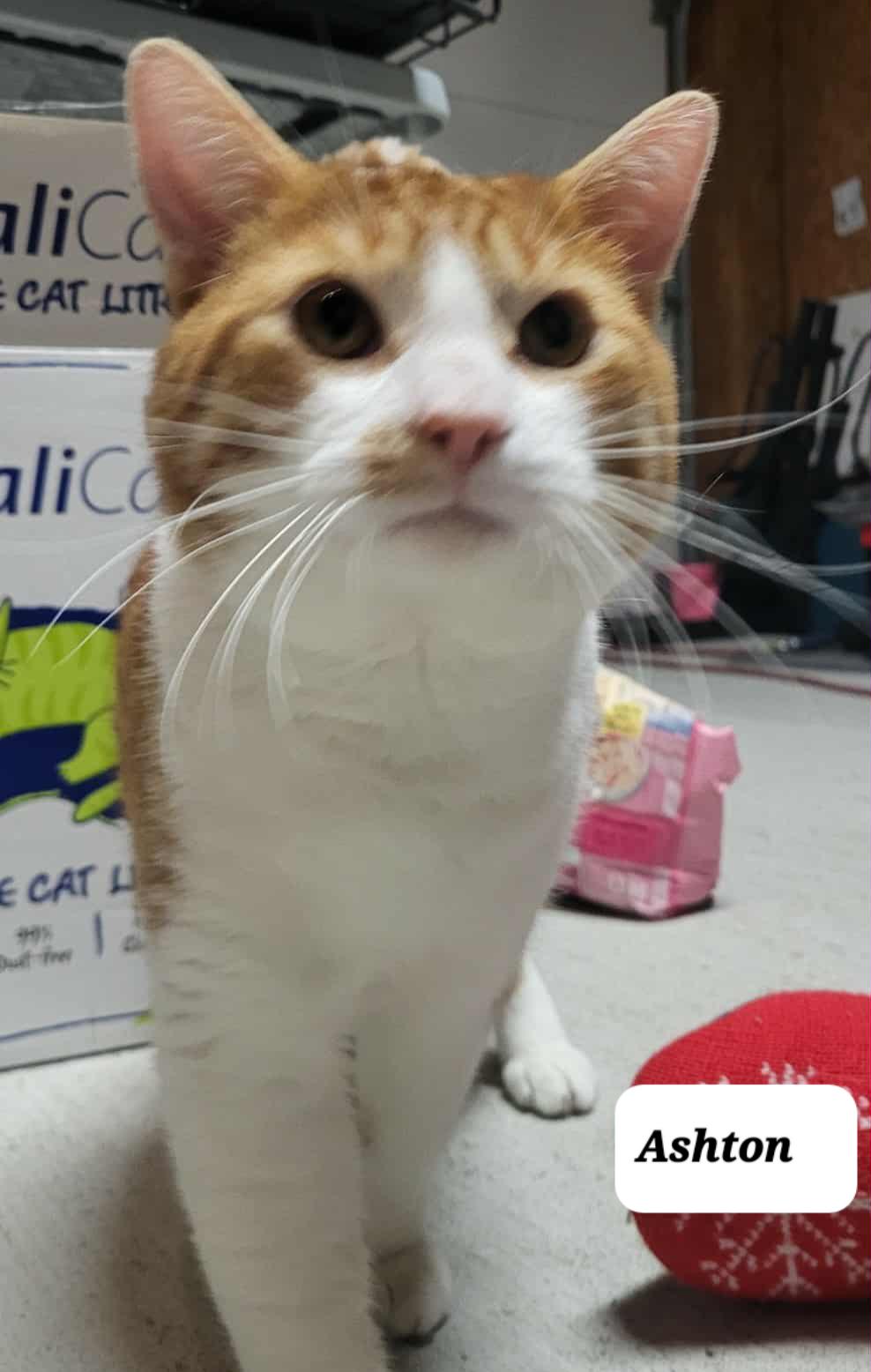 Enlarge Chiloh (m) orange and white 1 to 2yrs old, a Adoptable Domestic Short Hair in Ottawa, ON image 4/6