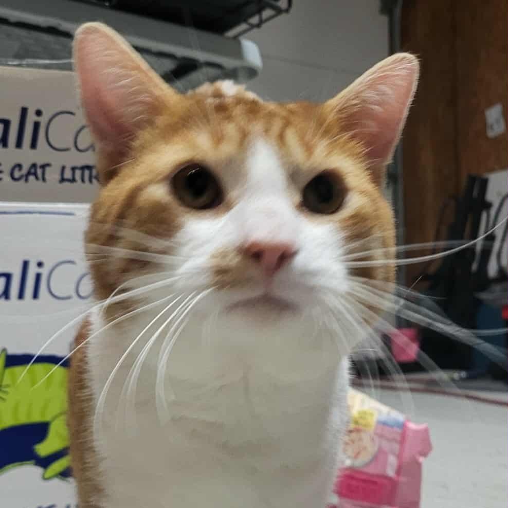 Chiloh (m) orange and white 1 to 2yrs old, a Adoptable Domestic Short Hair in Ottawa, ON image 4/6