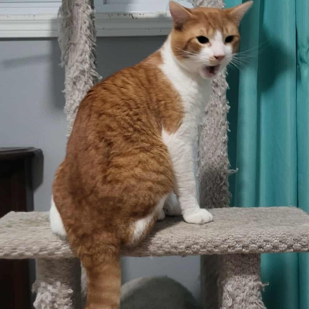 Chiloh (m) orange and white 1 to 2yrs old, a Adoptable Domestic Short Hair in Ottawa, ON image 2/6