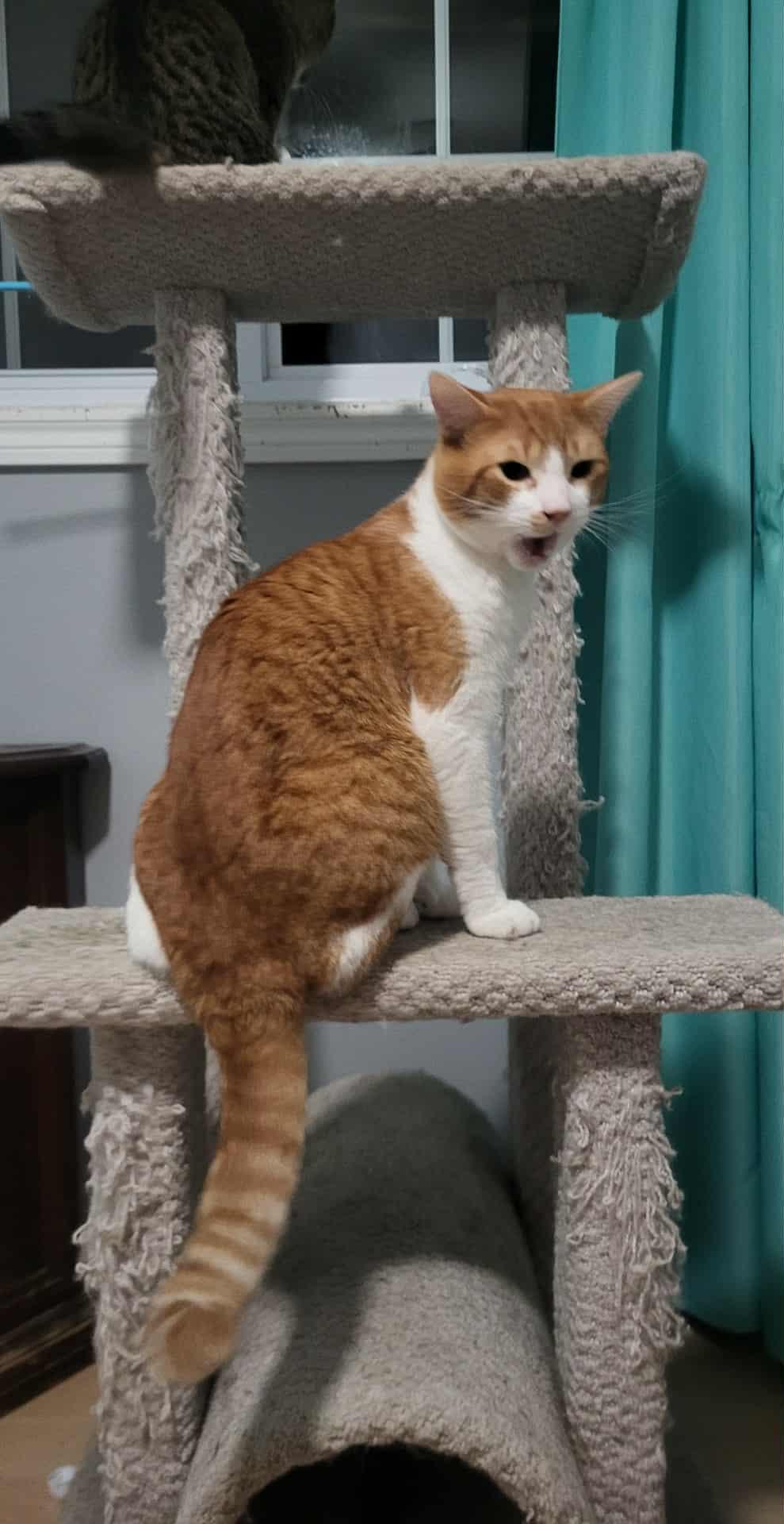 Enlarge Chiloh (m) orange and white 1 to 2yrs old, a Adoptable Domestic Short Hair in Ottawa, ON image 2/6