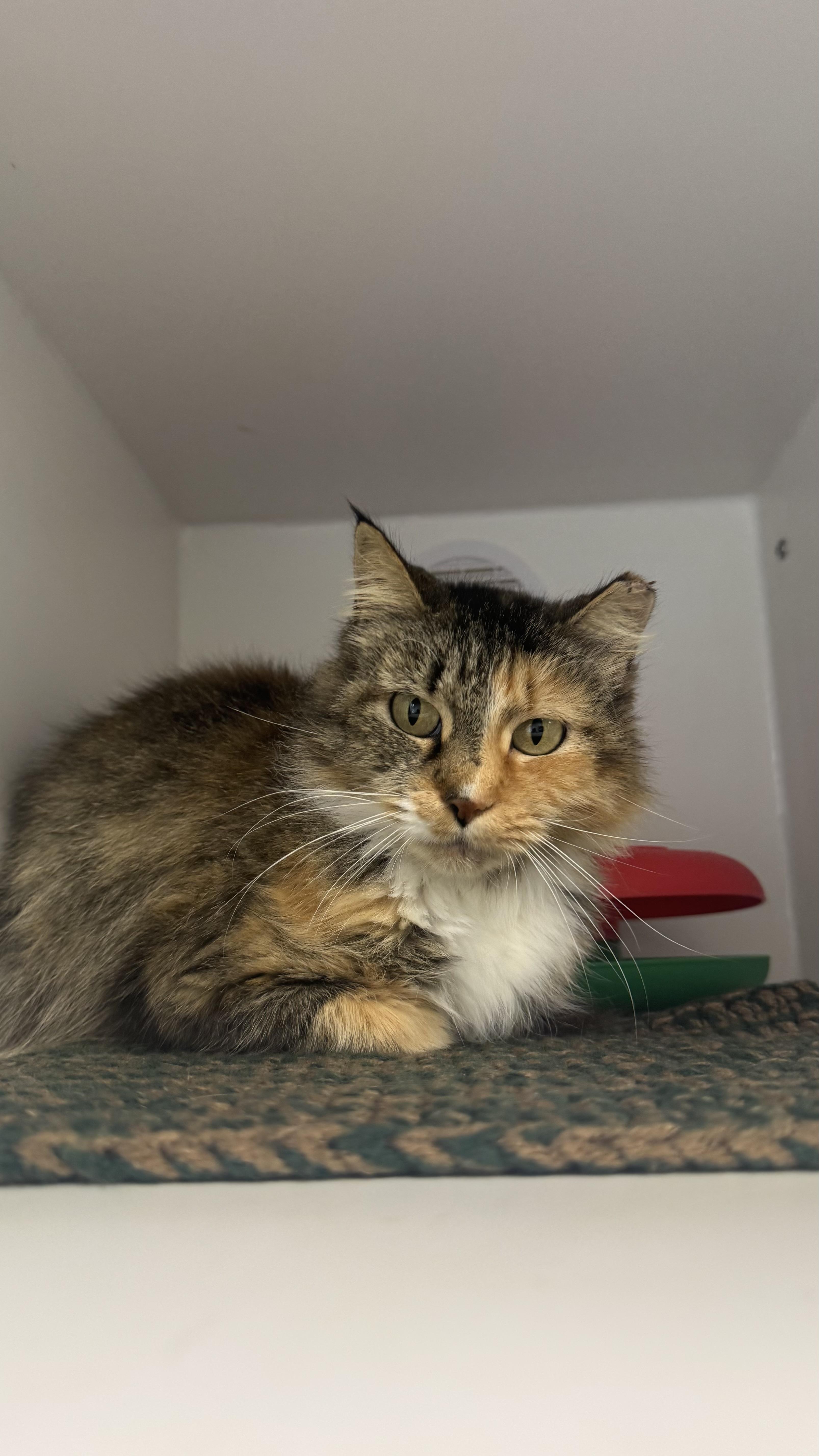 Maribella thumbnail 4