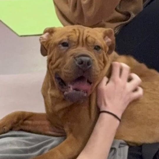 Squish, ADOPTABLE, Young Female Mixed Breed.