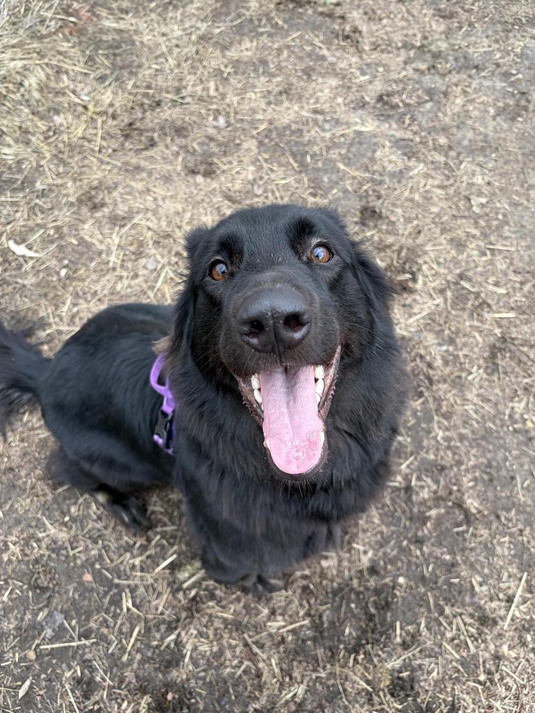 Sushi, Adoptable, Young Female German Shepherd Dog & Belgian Shepherd / Tervuren.