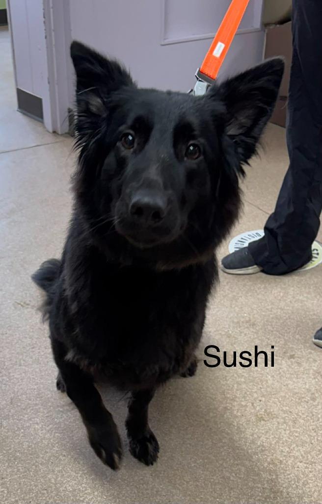 Enlarge Sushi, a Adoptable mixed breed in Utica, MI image 4/6