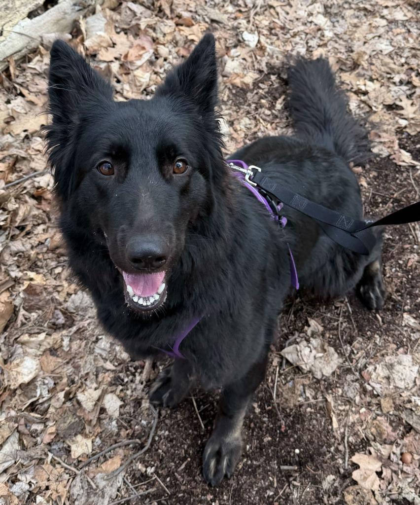 Enlarge Sushi, a Adoptable mixed breed in Utica, MI image 5/6