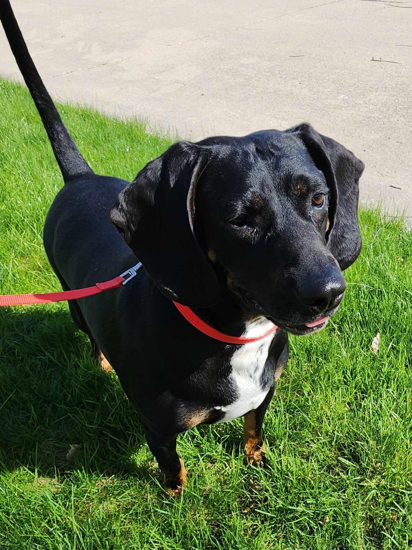 Mitzie Melinda Jones, adopted, Adult Male Beagle & Hound.