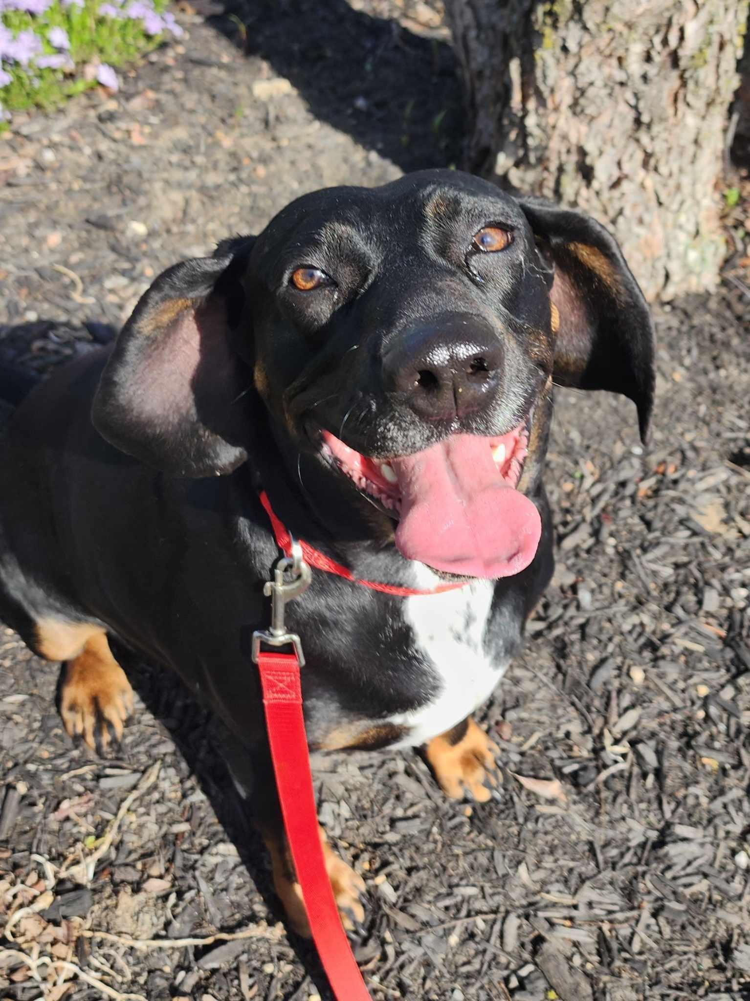 Enlarge Mitzie Melinda Jones, an adopted mixed breed in Fort Wayne, IN image 2/6