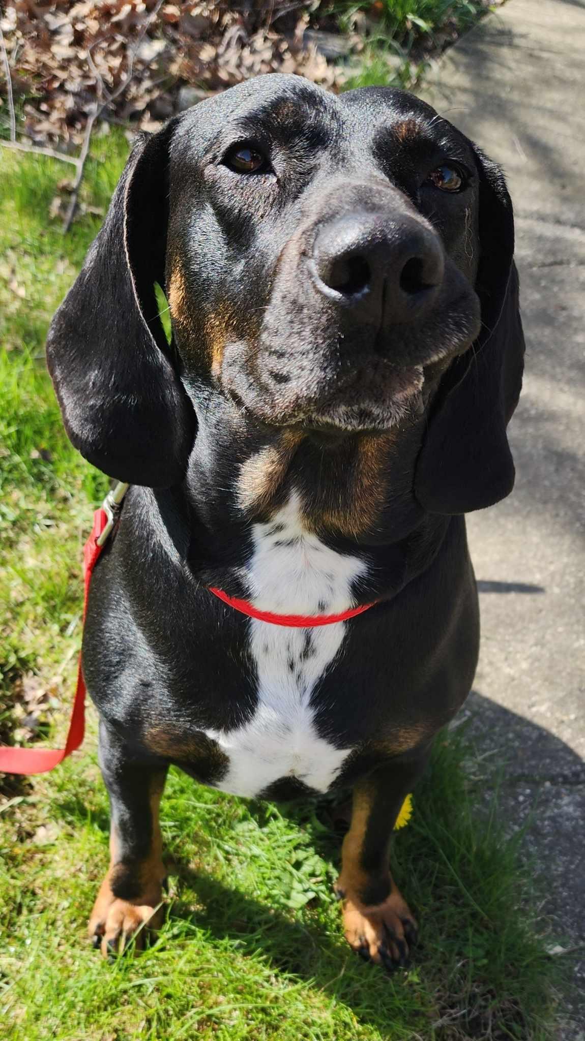 Enlarge Mitzie Melinda Jones, an adopted mixed breed in Fort Wayne, IN image 3/6