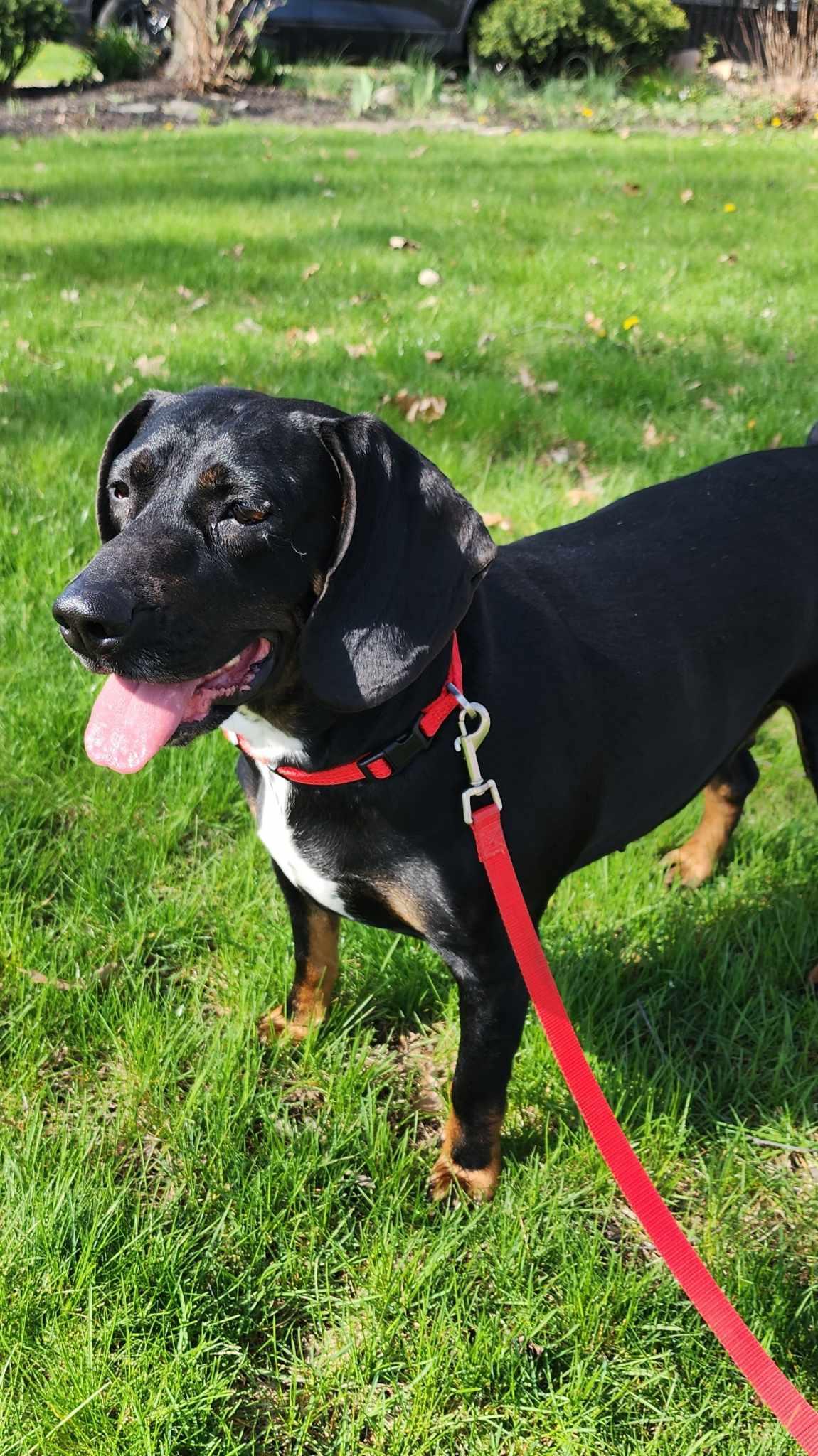 Enlarge Mitzie Melinda Jones, an adopted mixed breed in Fort Wayne, IN image 4/6