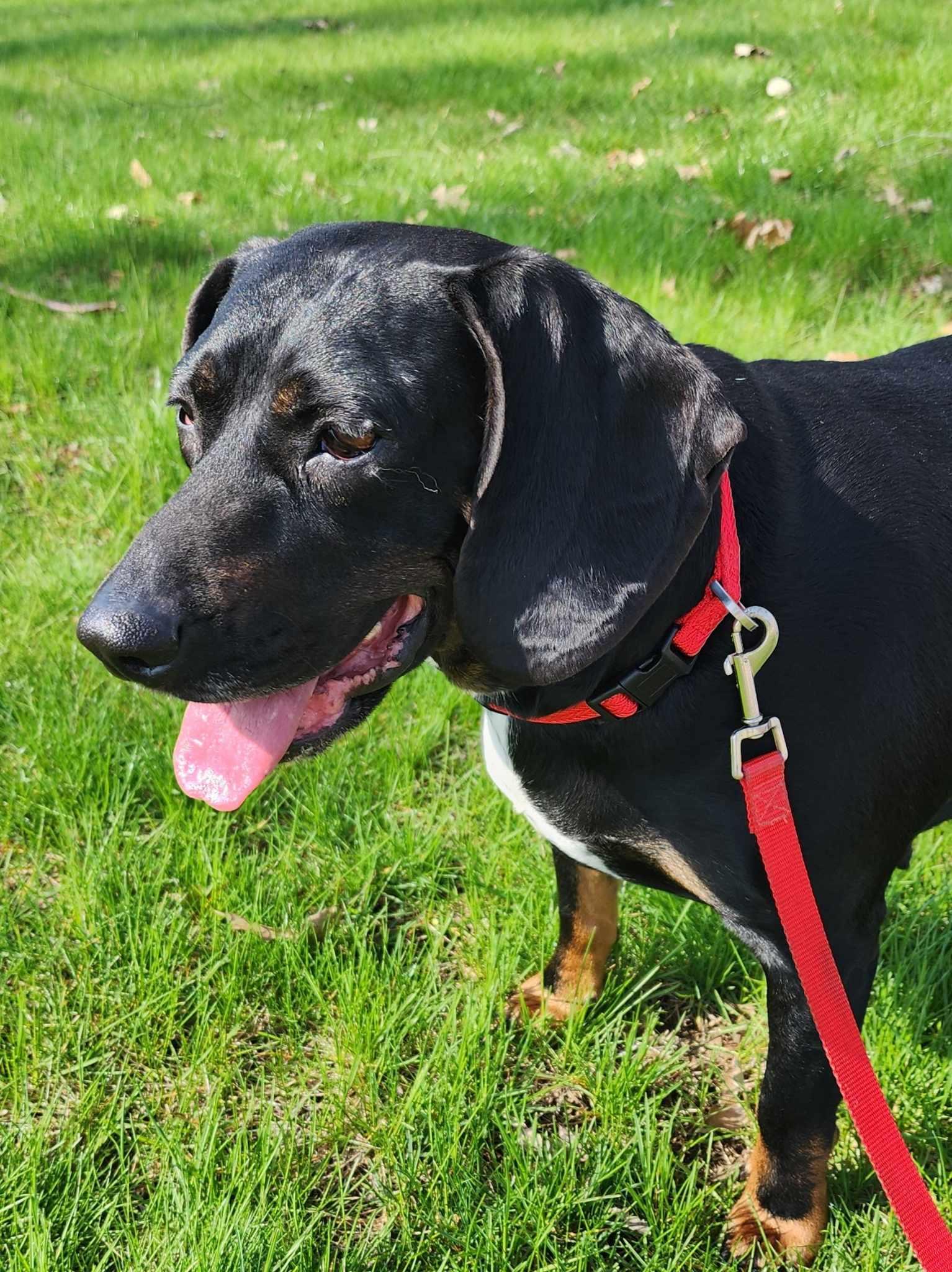 Enlarge Mitzie Melinda Jones, an adopted mixed breed in Fort Wayne, IN image 6/6