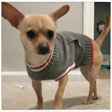 Enlarge Peanut Butter, an adopted Chihuahua in Mount Royal, NJ image 2/2