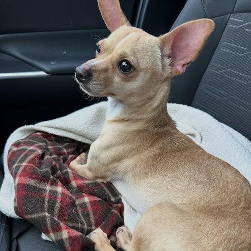 Enlarge Peanut Butter, an adopted Chihuahua in Mount Royal, NJ image 1/2