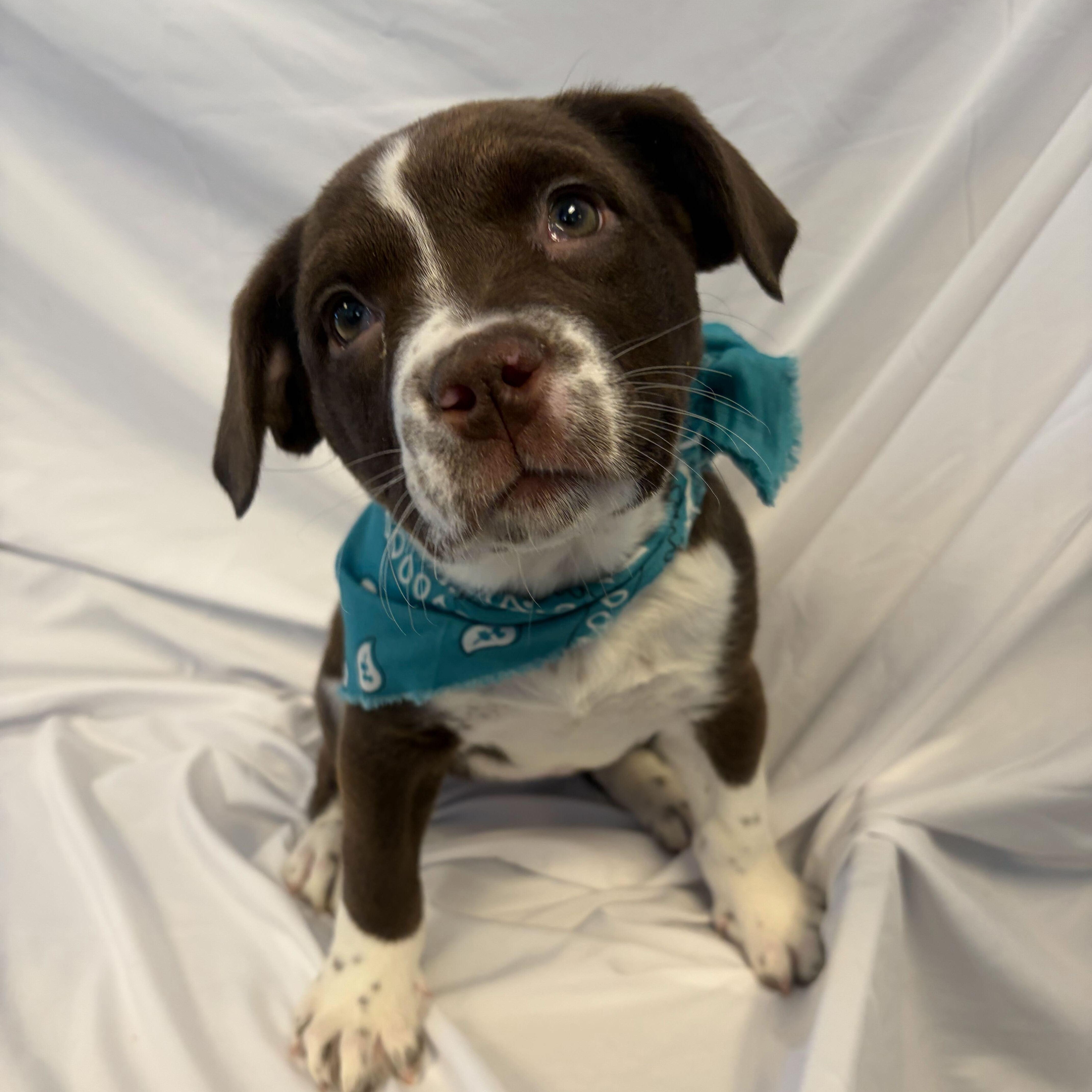 Tomato, ADOPTABLE, Puppy Female Mixed Breed.