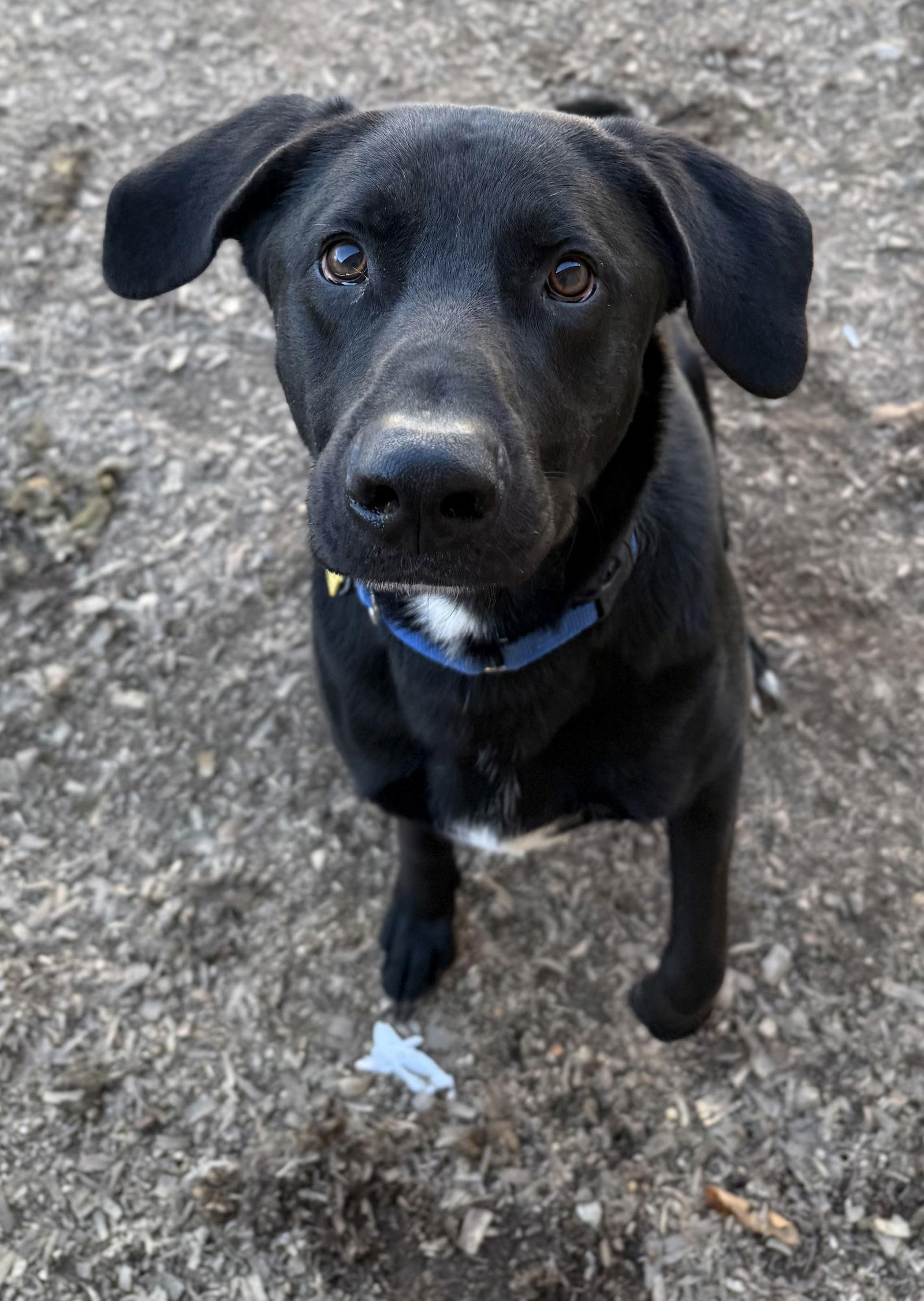 Enlarge Tyson, a Adoptable Black Labrador Retriever in Corning, AR image 1/3