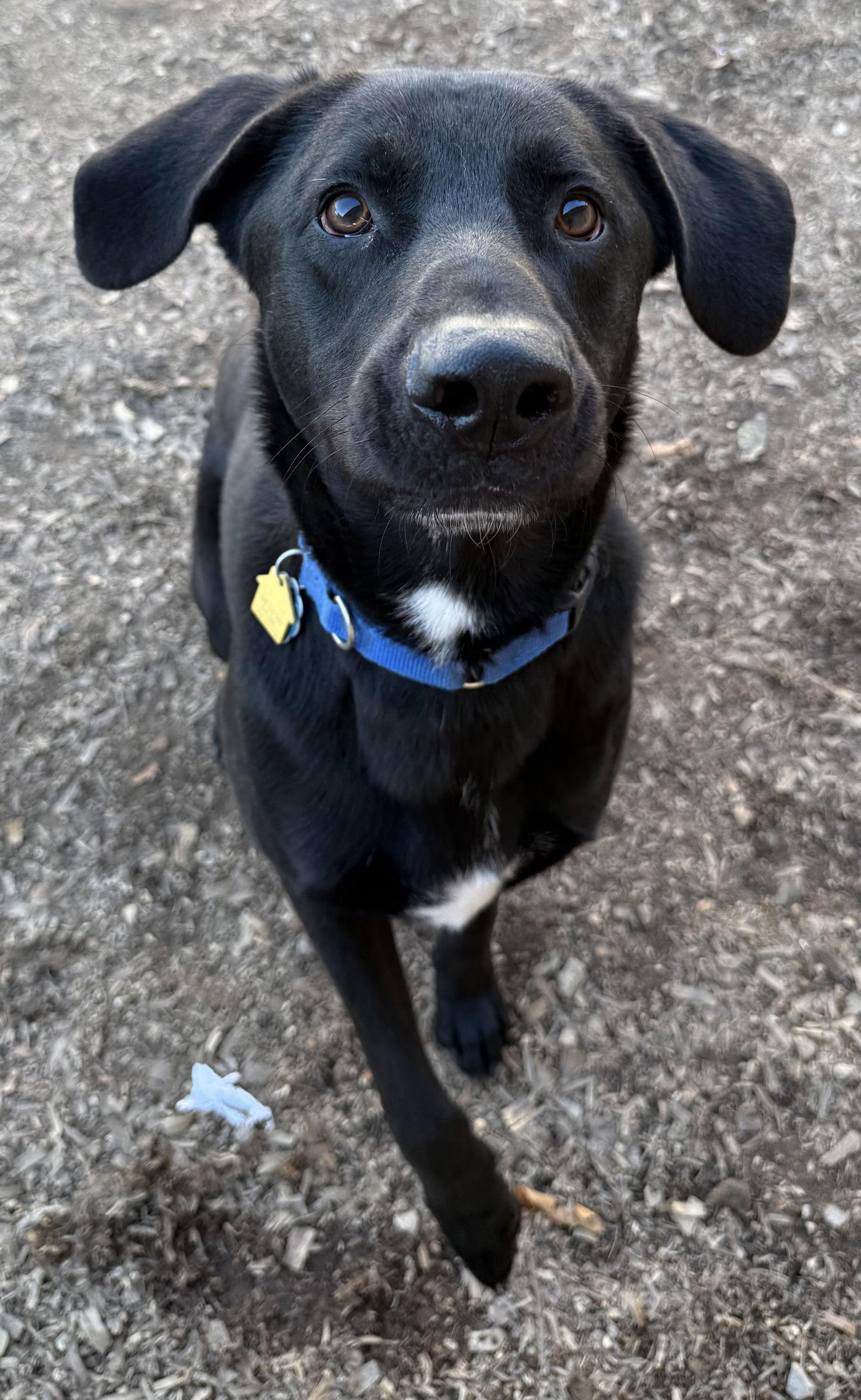 Tyson, Adoptable, Young Male Black Labrador Retriever.